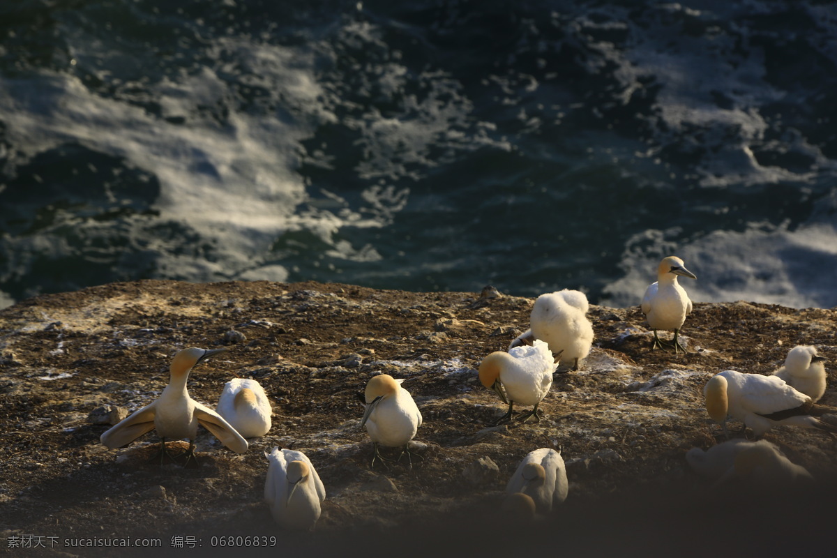 唯美鸟岛 唯美 风景 风光 旅行 自然 新西兰 鸟岛 大海 海 海鸥 生物世界 鸟类