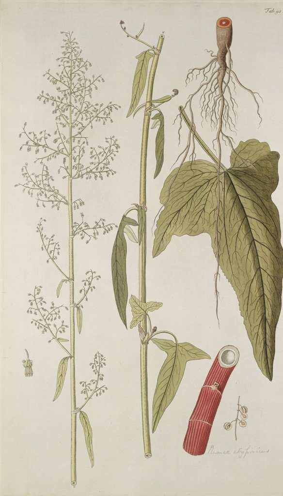 精美 绘画 草本植物 图谱 植物手绘 欧美复古 花卉花朵 清新淡雅风格 花草绘画 设计参考 绘画素材 工笔画 装饰画 插画 植物图谱 树叶花朵 临摹素材 复古绘画 装饰画芯 叶片树枝 树干 植株 药材植物 彩铅绘画 植物花朵 生物世界 花草