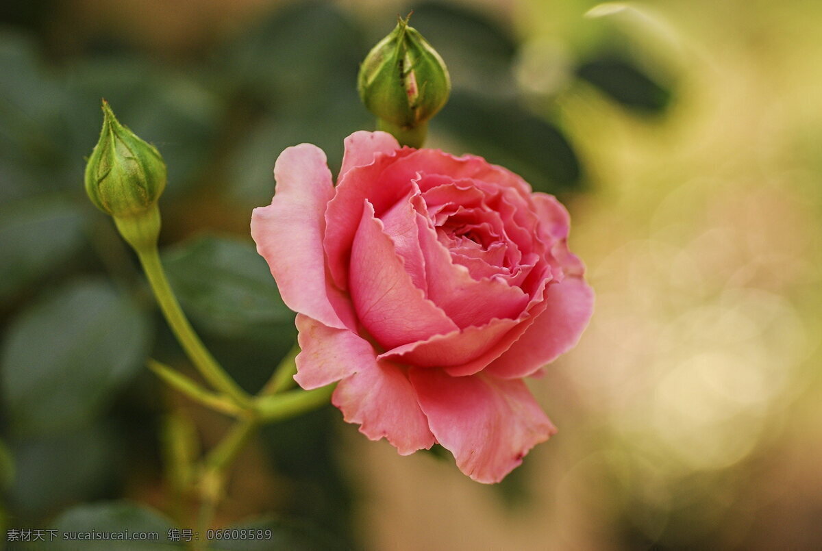 朵 粉色 玫瑰花 高清 玫瑰 粉色花朵 粉嫩 花朵