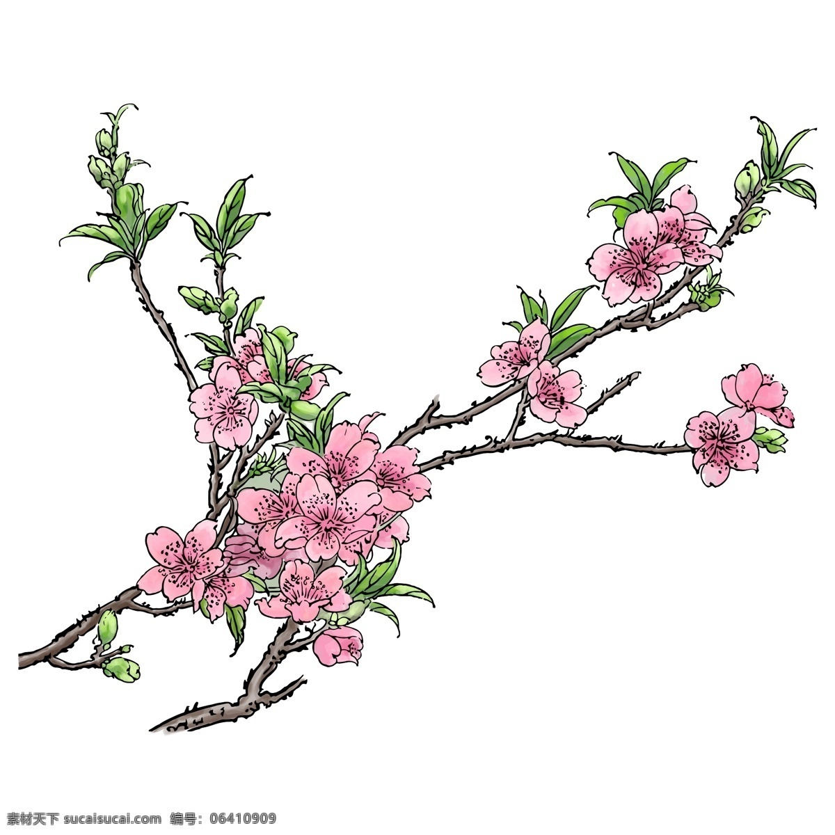 春天 粉色 手绘 水彩 风格 桃花 树枝 写实桃花 手绘风格 手绘桃花 水彩风格 粉色桃花 桃树 叶子 绿叶 花