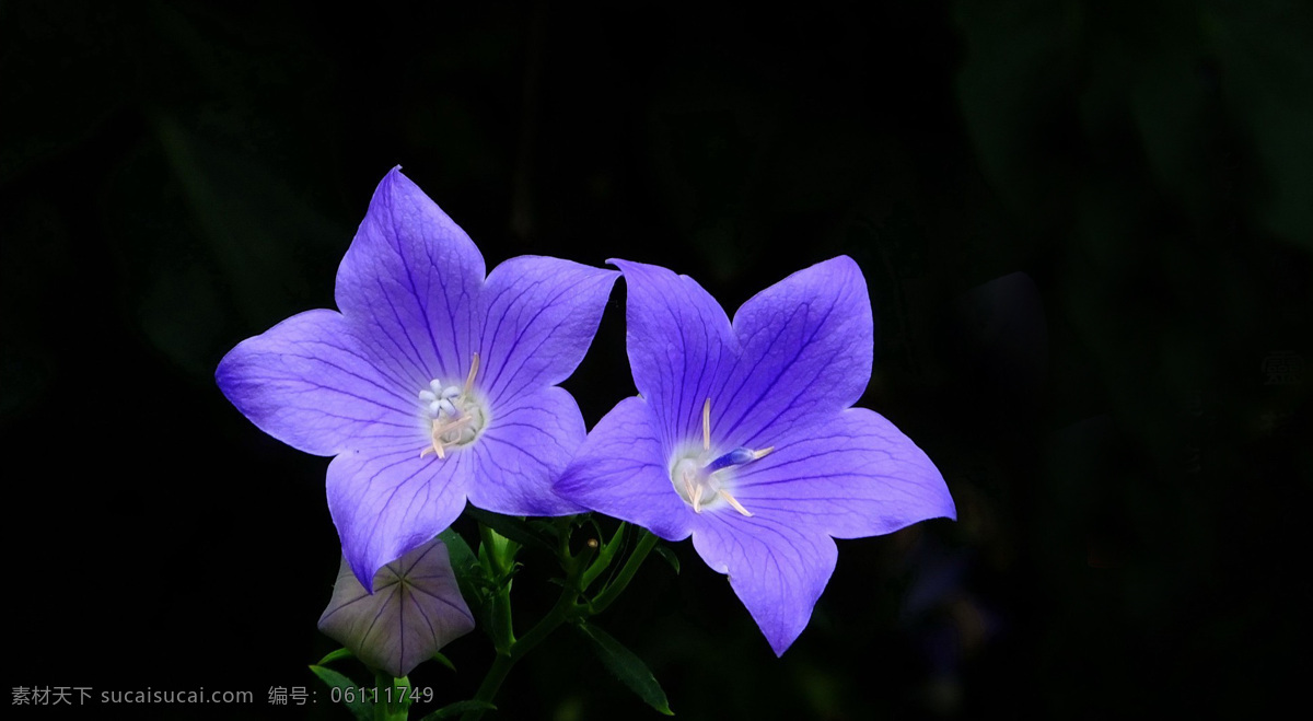 紫色 桔梗 花 高清 鲜花 花卉 花朵 花草