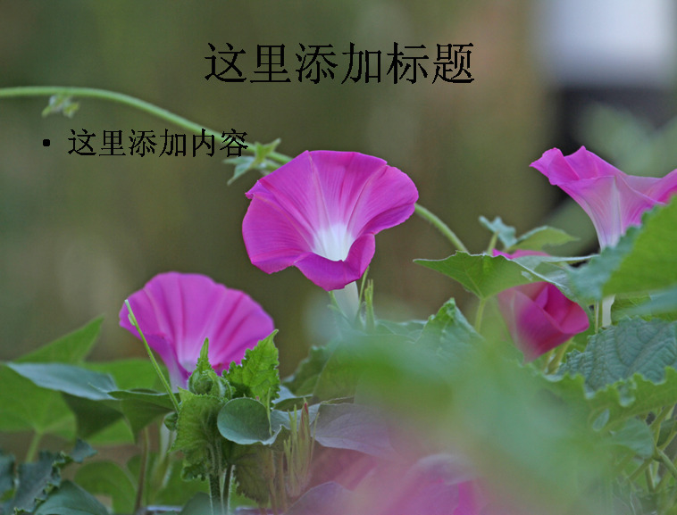 唯美 蓝紫 系 牵牛花 高清 蓝色 紫色 自然风景 风景ppt 风景图片 迷人景色 风景 护眼ppt 模板