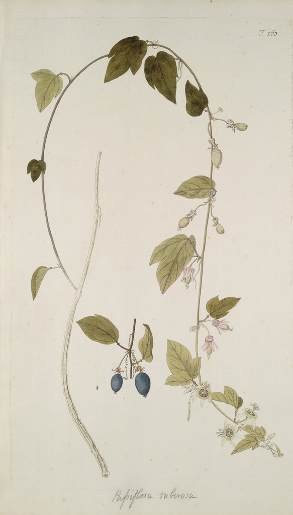 精美 绘画 草本植物 图谱 植物手绘 欧美复古 花卉花朵 清新淡雅风格 花草绘画 设计参考 绘画素材 工笔画 装饰画 插画 植物图谱 树叶花朵 临摹素材 复古绘画 装饰画芯 叶片树枝 树干 植株 药材植物 彩铅绘画 生物世界 花草