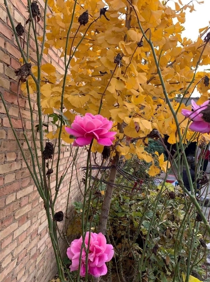 月季 银杏图片 银杏 墙角 黄 粉 花 树 自然景观 自然风景