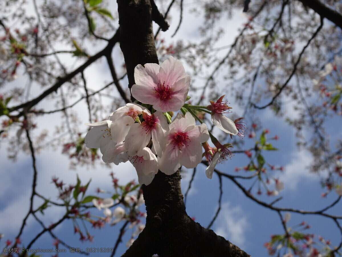 杏花 桌花 花瓶 花店 花 捧花 鲜花 花草 生物 花束 植物 花市 多肉 绿植 树叶 绿化 草 野草 野花 叶子 花朵 花苞 花蕊 花瓣 花心 盆景 景观 生物世界