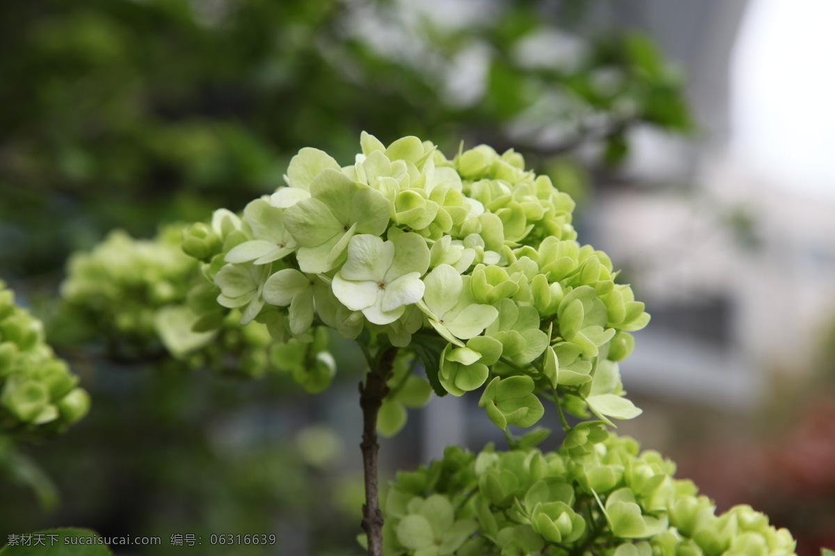 绣球 春天 花草 生物世界 特写 木本花 米白色花 矢量图 日常生活