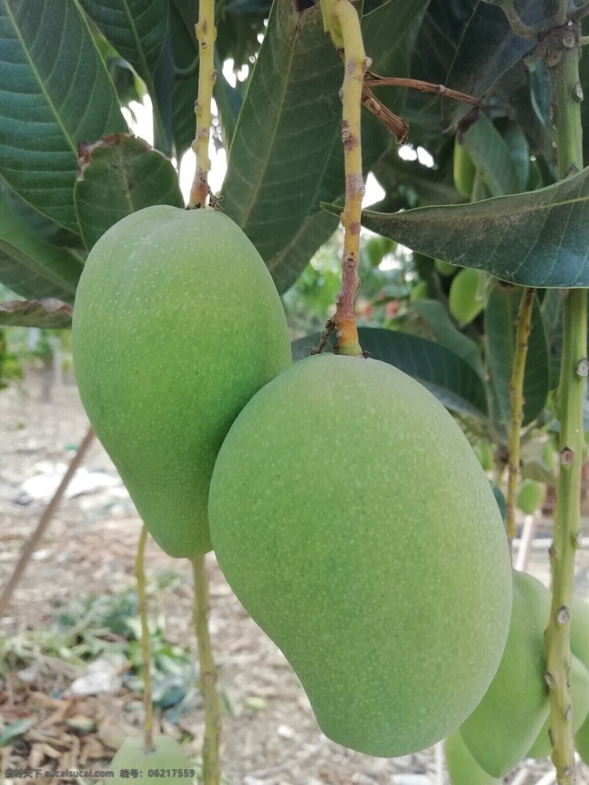 台农芒果 芒果 台农芒 台农大果 大芒果 绿皮芒果 皮滑 生物世界 水果