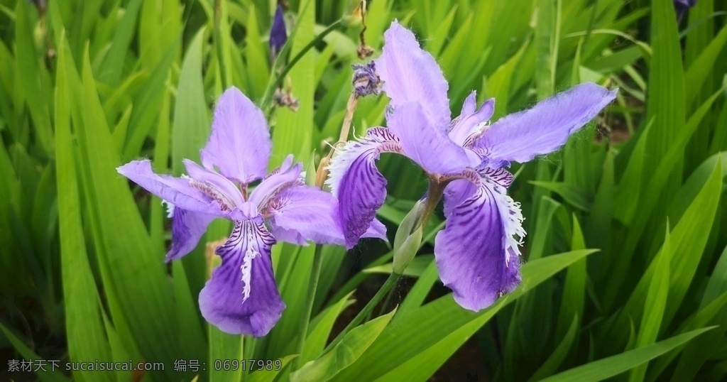 香根鸢尾 春天 草丛 紫色 鲜花 阳光明媚 生物世界 花草