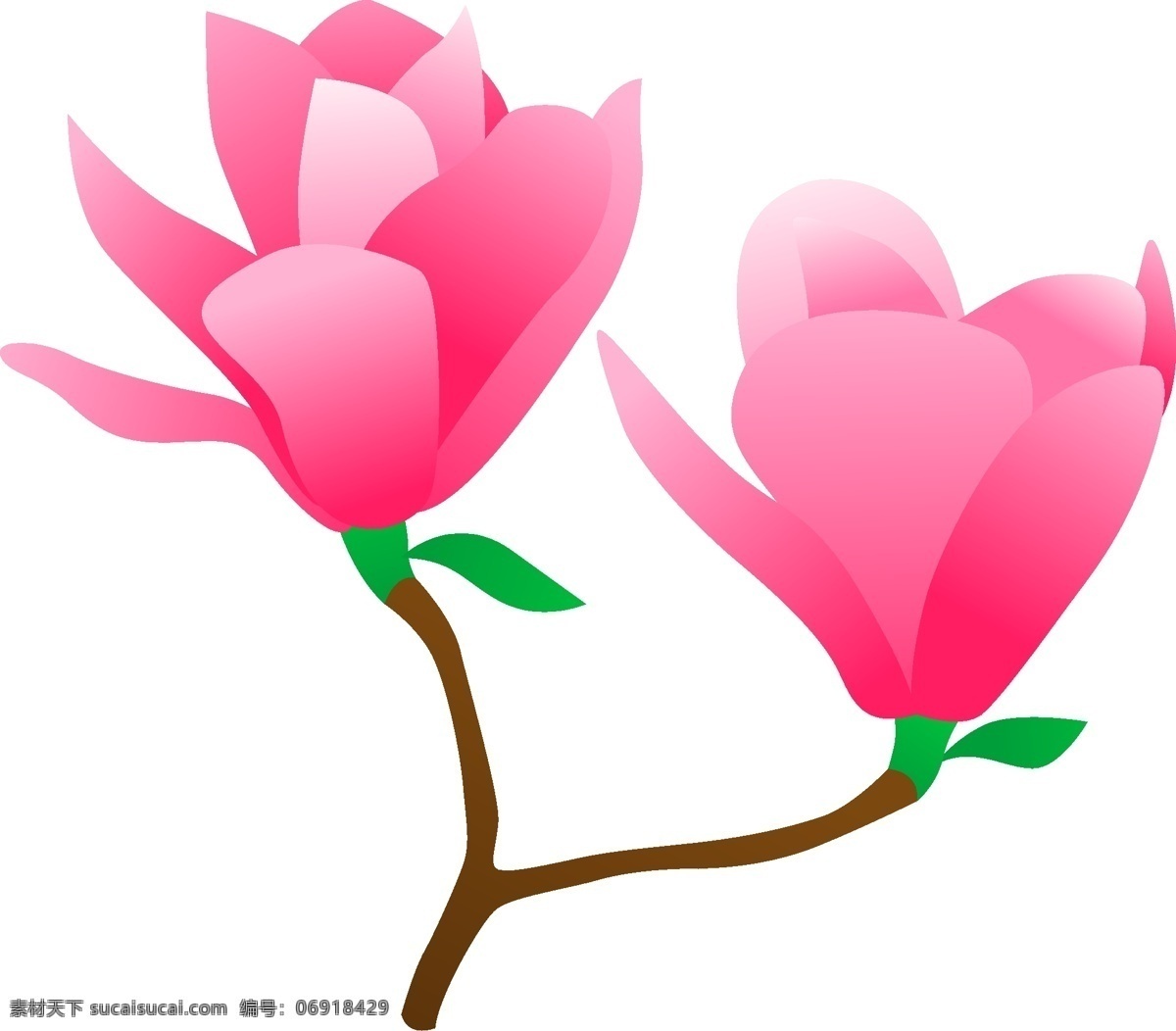 春天 粉红色 小 清新 玉兰花 免 抠 春天的花 树上开花 漂亮的花 小清新 开的花 兰花 绿叶 花朵 花枝 花