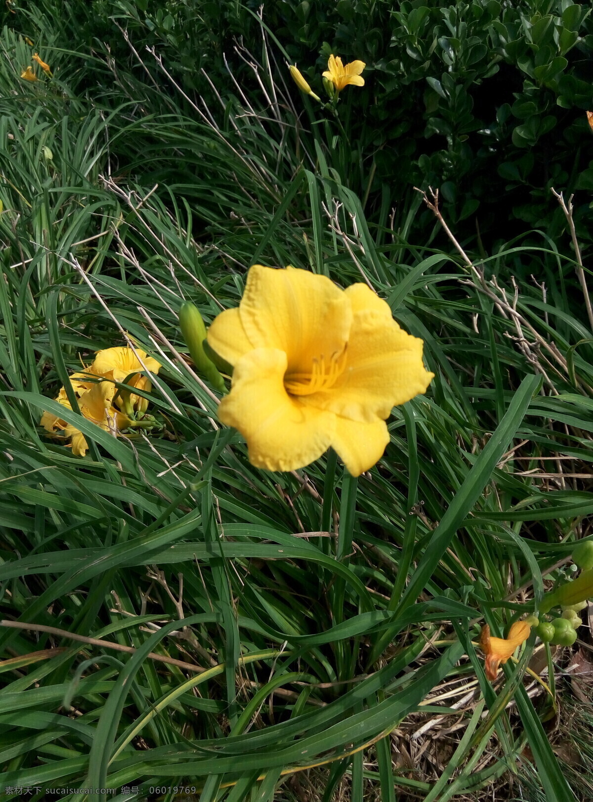 盛开 黄花菜 独照 特写 山花烂漫时 生物世界 花草 黑色