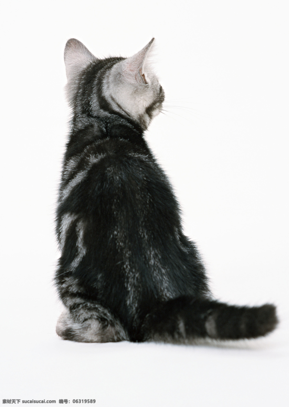 猫咪 端正 坐姿 灰猫 美国短毛 背面 家禽家畜 生物世界
