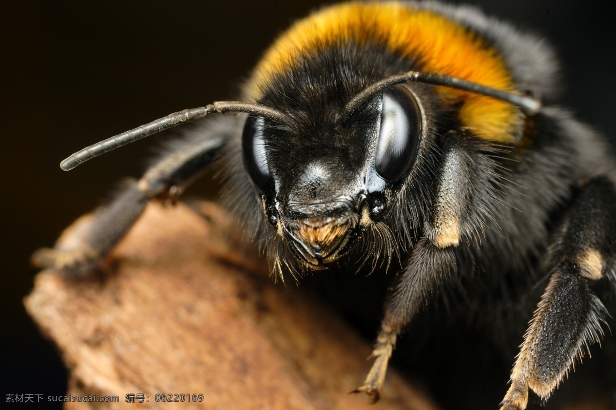 蜜蜂 眼睛 微 距 蜜蜂眼睛 昆虫眼睛 昆虫动物 微距摄影 昆虫世界 生物世界