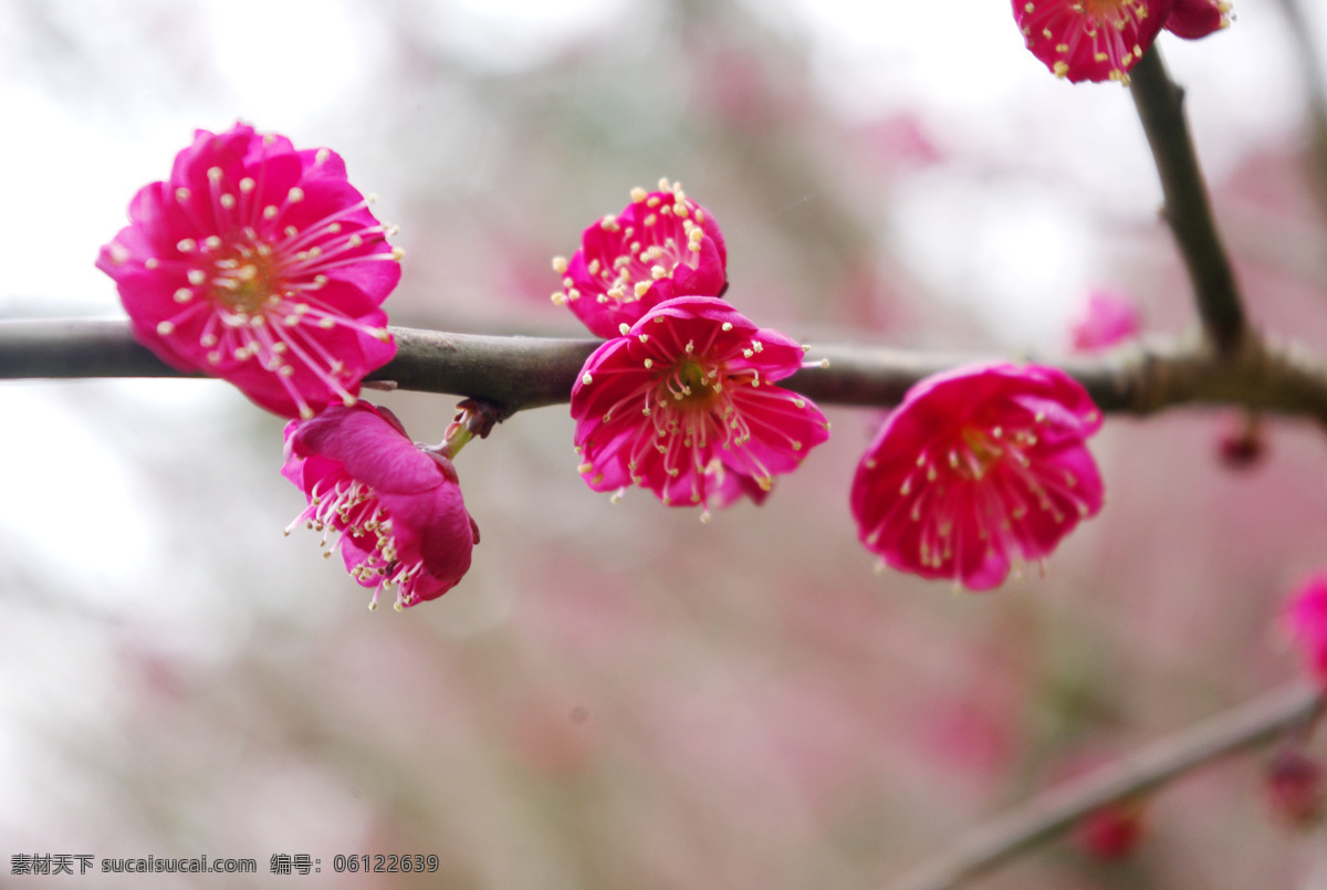 红梅 梅花 红梅树 红色花瓣 梅花树 红色花朵 鲜花 花海 树枝 树丛 树林 花簇 花丛 花瓣 风景 花卉 植物 花草 红色梅花 腊梅 唯美 花苞 花骨朵 小花 小清新 光斑 梦幻背景 红色背景 梦幻鲜花摄影 花卉摄影 生物世界