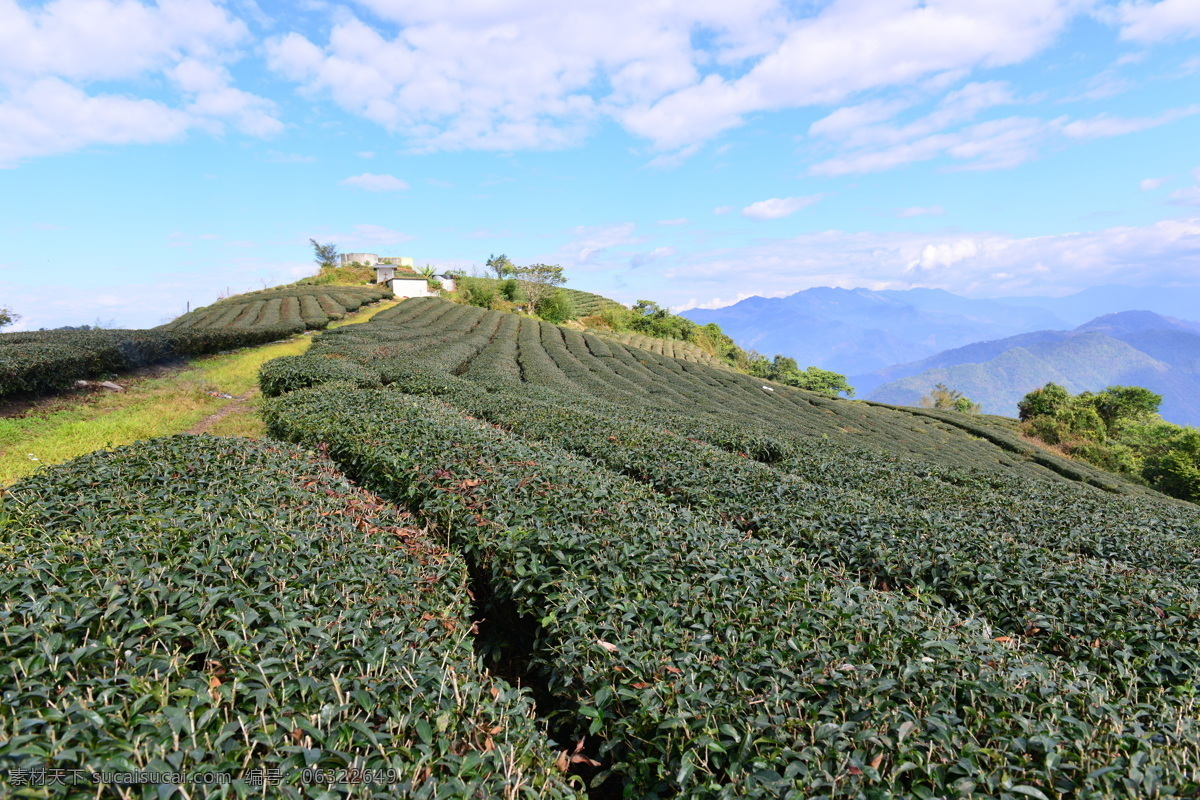 草地 茶园 春天风光 蓝天白云 绿叶 山景 生物世界 茶 園 田 風 光 茶園田園風光 梯田 树木 花草摄影 大自然天空 自然美景 田园风光 自然景观 psd源文件