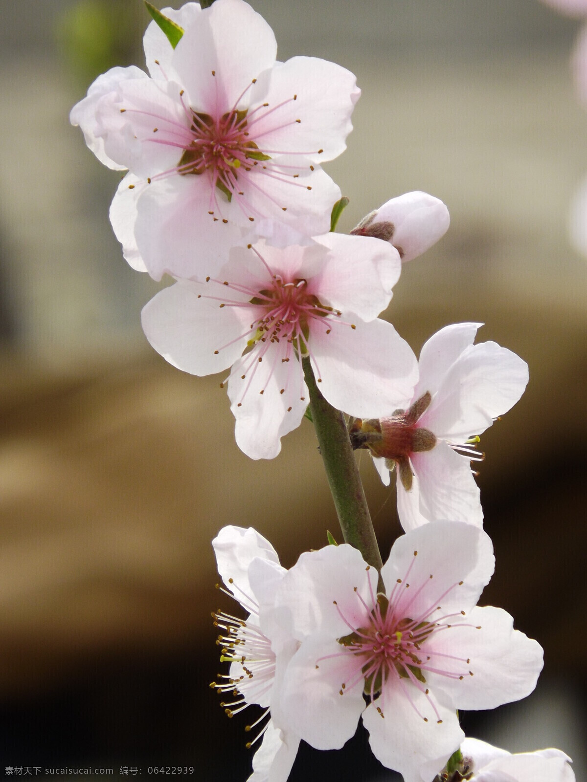 桃花 春天 粉红 花瓣 花草 生物世界 树枝 psd源文件