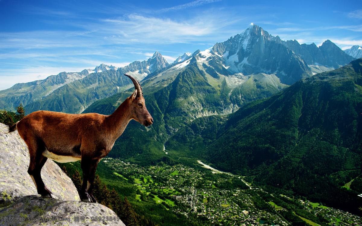 阿尔卑斯山 山羊 雪山 山脉 瑞士风光 瑞士旅游 高山山羊 海拔 国外旅游 旅游摄影