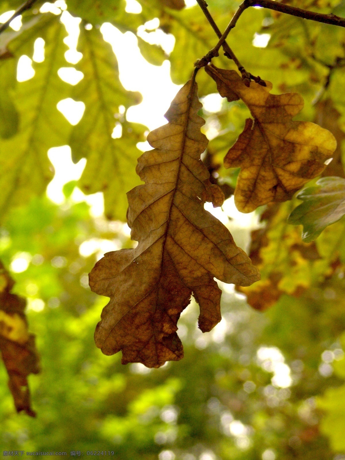 秋季 季节 风景摄影 枯叶 树枝 树枝上的枯叶 自然风景 自然景观 黄色