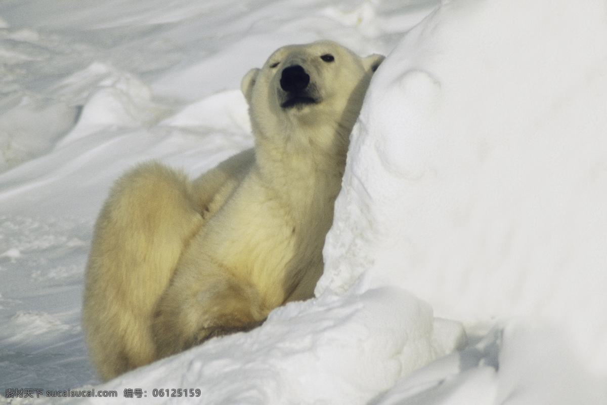冰 地里 北极熊 高清图片 jpg图库 摄影图片 北极气候 脯乳动物 保护动物 白熊 冰地 野生动物 生物世界 北极 陆地动物