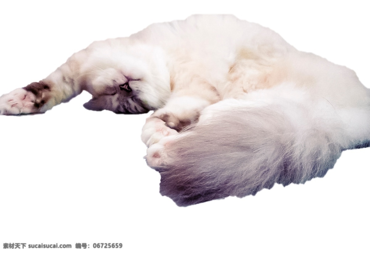 只 正在 睡觉 小 懒 猫 一只 小懒猫 可爱 萌宠 活泼 调皮 喵星人 动物 猫科 捉老鼠 爪子 尾巴