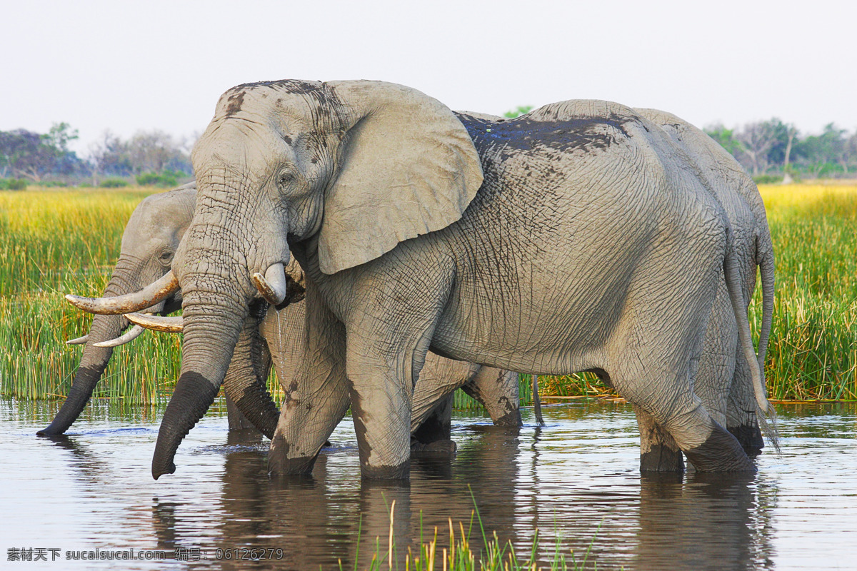 象图片 大象 野象 象 象群 亚洲象 非洲象 小象 蓝天 白云 大象图片 大象海报 野象图片 野象海报 一只小象 一只大象 一群小象 一群大象 可爱小象 可爱大象 暴躁大象 巨象 象牙 象头 大象头部 象腿 小象头部 大象鼻子 小象鼻子 人与自然 人象共舞 与象为伴 马上有对象 象象 动物昆虫 生物世界 野生动物
