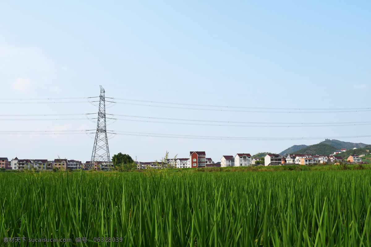 希望的田野 田野 水稻 小镇 乡村 电线 田园风光 风景摄影 自然景观 绿色