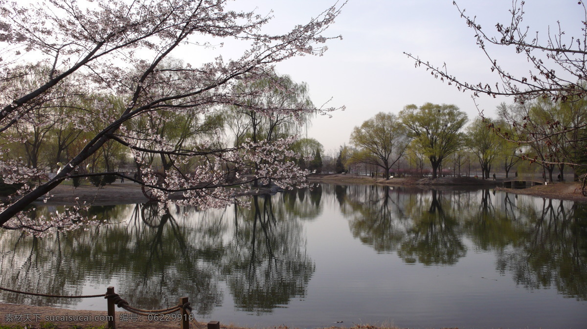 玉渊潭的樱花 玉渊潭 春天 樱花 湖水 倒影 天空 旅游摄影 国内旅游 摄影图库