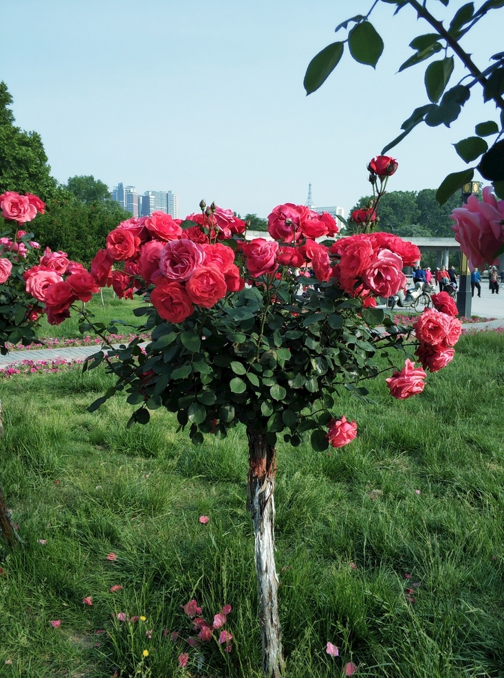 盛开的 月季花 月季树 绿草地 月季 红色 绿色 漂亮 自然景观 自然风景