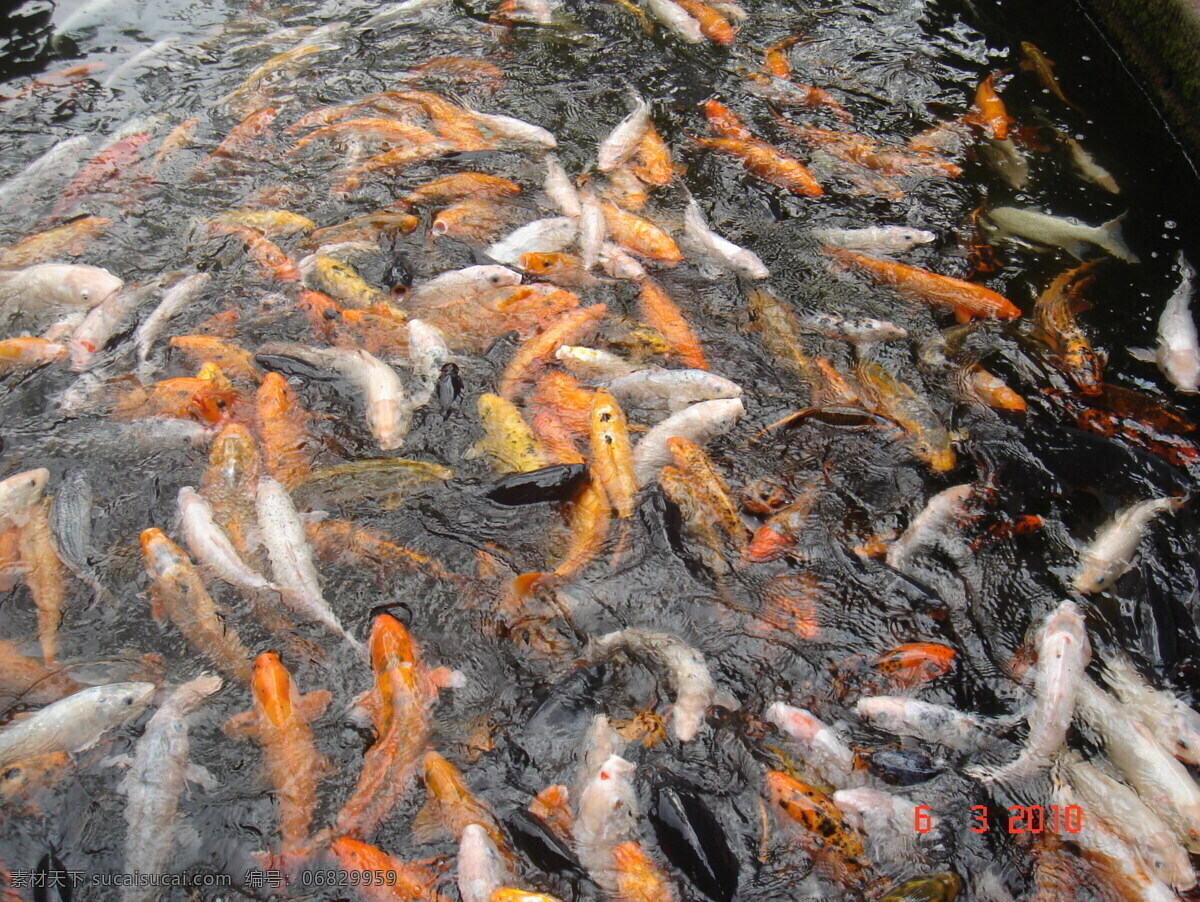 宝 墨 园 锦鲤 鲤鱼 生物世界 鱼类 宝墨园锦鲤