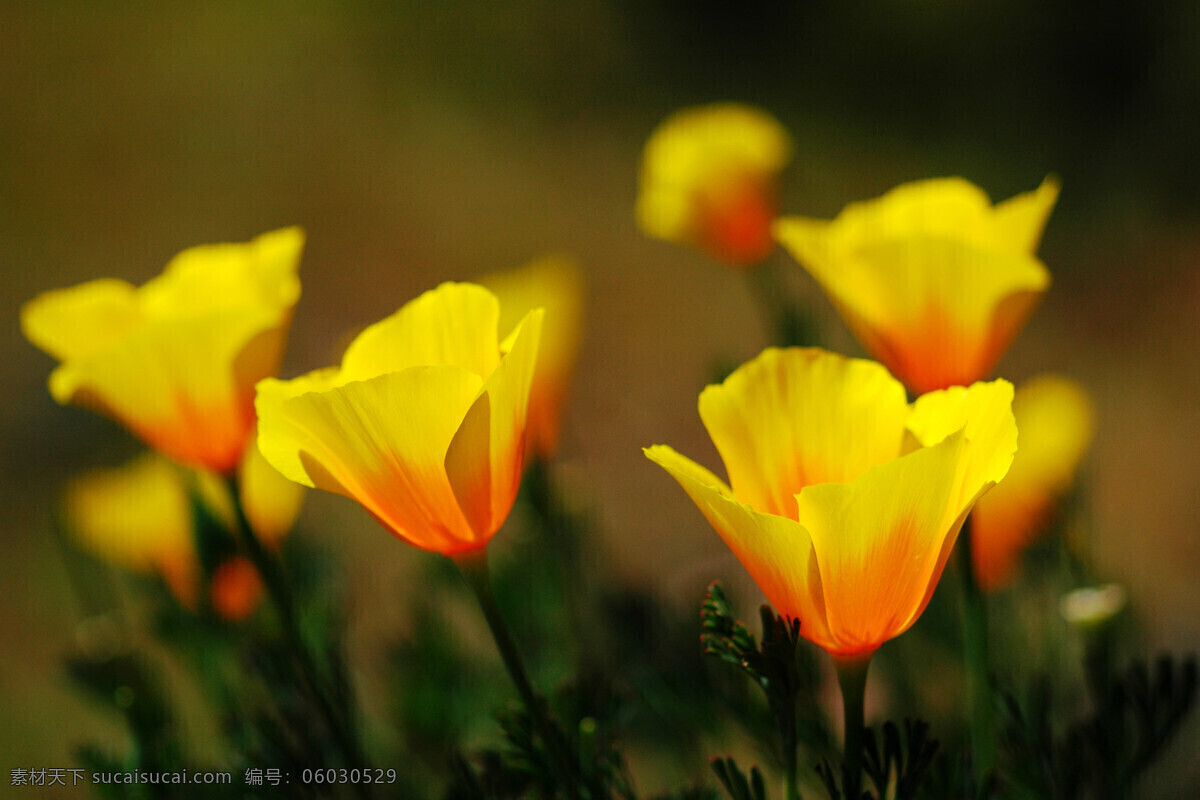 美丽黄色花朵 黄色花朵 美丽花朵 美丽鲜花 花卉 花草树木 生物世界 黑色