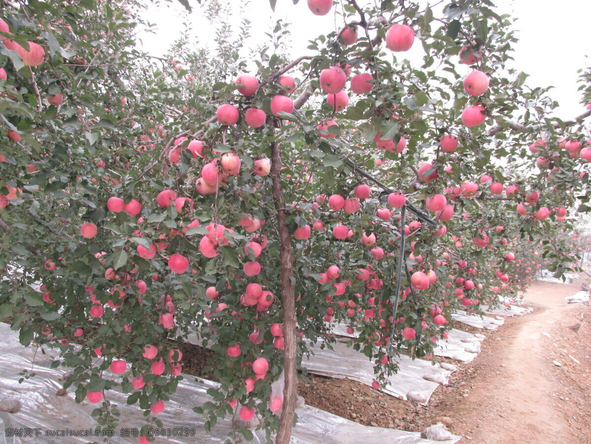 红富士苹果园 苹果 红富士苹果 水果 摄影图片 生物世界 有机苹果园 灰色