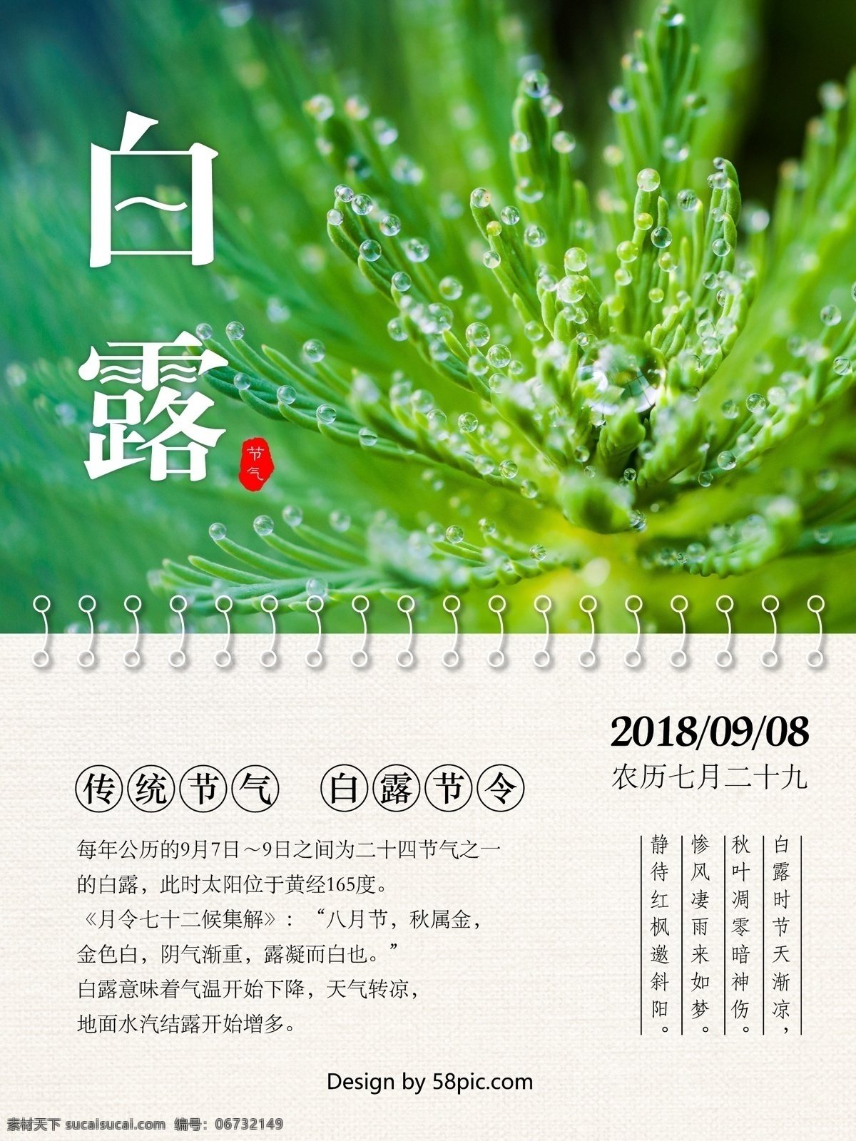 简约 清新 传统 二十四节气 白露 海报 清新海报 露珠 节气 24节气 节气海报