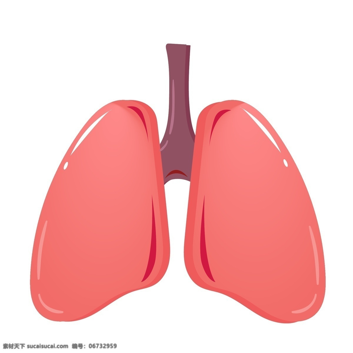 人体器官肺部 内脏 器官 身体