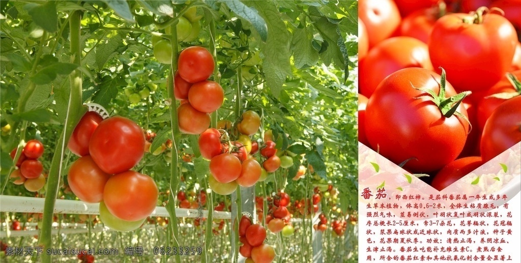 西红柿 蕃茄 西红柿简介 花简介 校园实践基地 劳动实践基地 果园简介 菜地简介 树木简介 西红柿海报 西红柿展板 西红柿宣传单 西红柿单张 生物世界 蔬菜