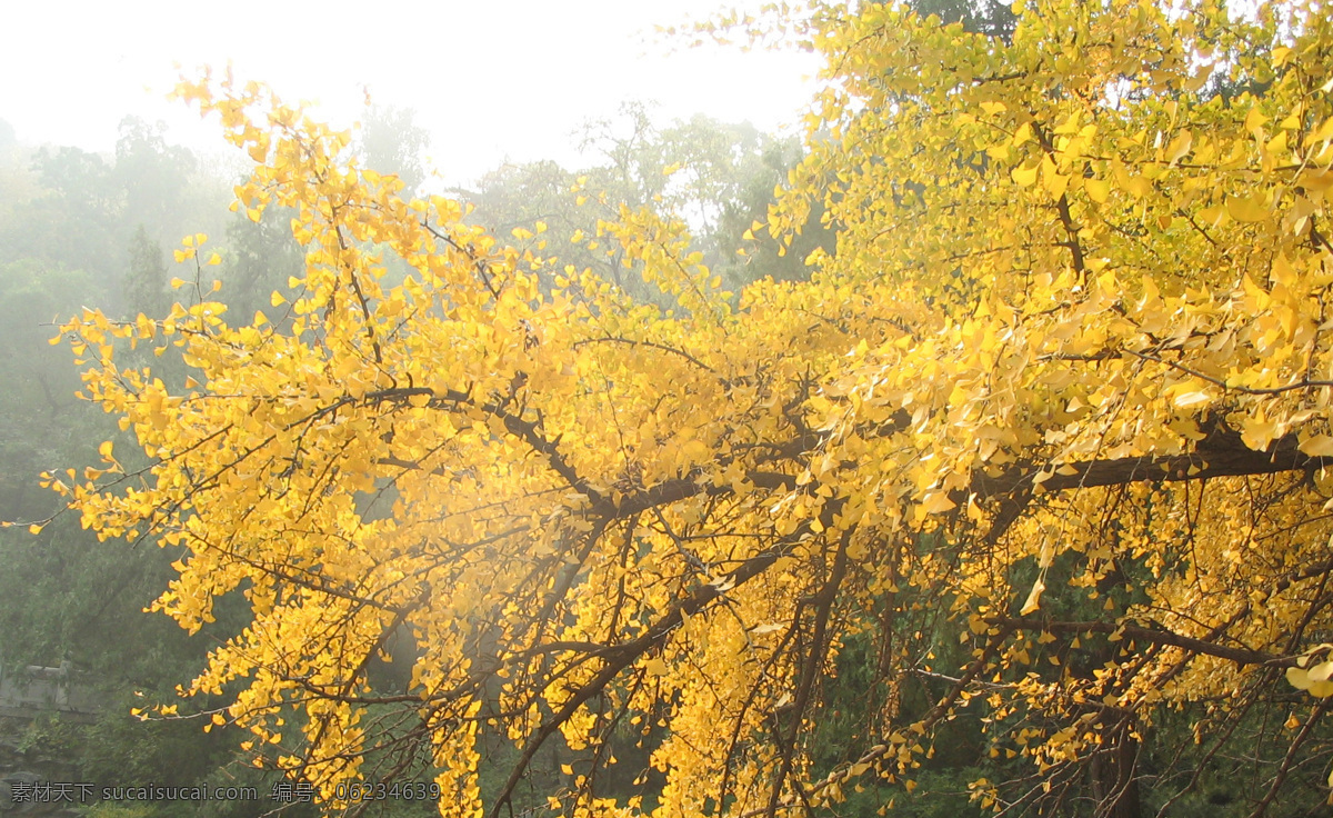银杏树叶 香山红叶 黄色树叶 风景图片 金秋十月 枫叶红了 树木 金色 树木树叶 生物世界