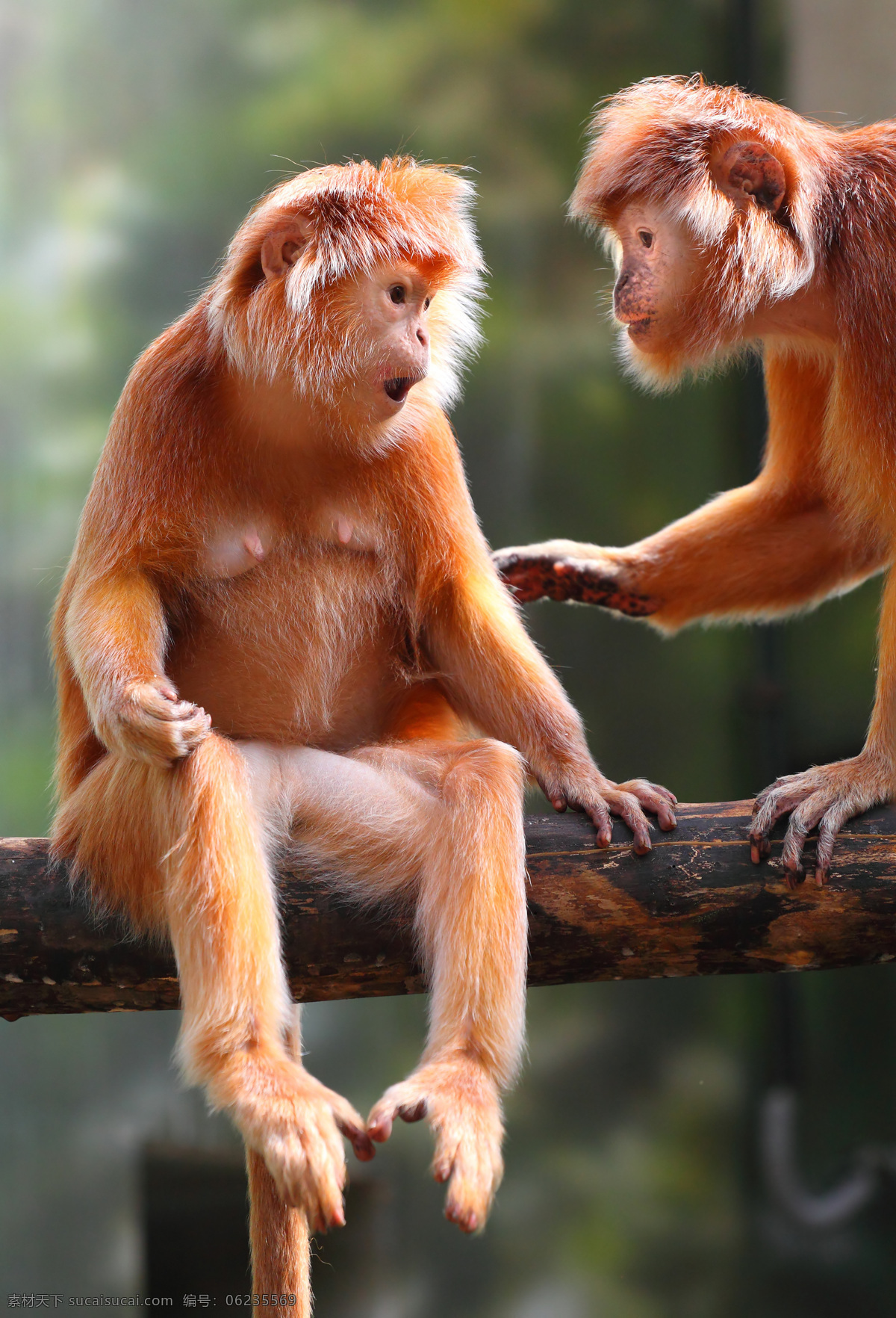 树枝 上 两 只 金丝猴 动物 动物世界 动物摄影 陆地动物 生物世界