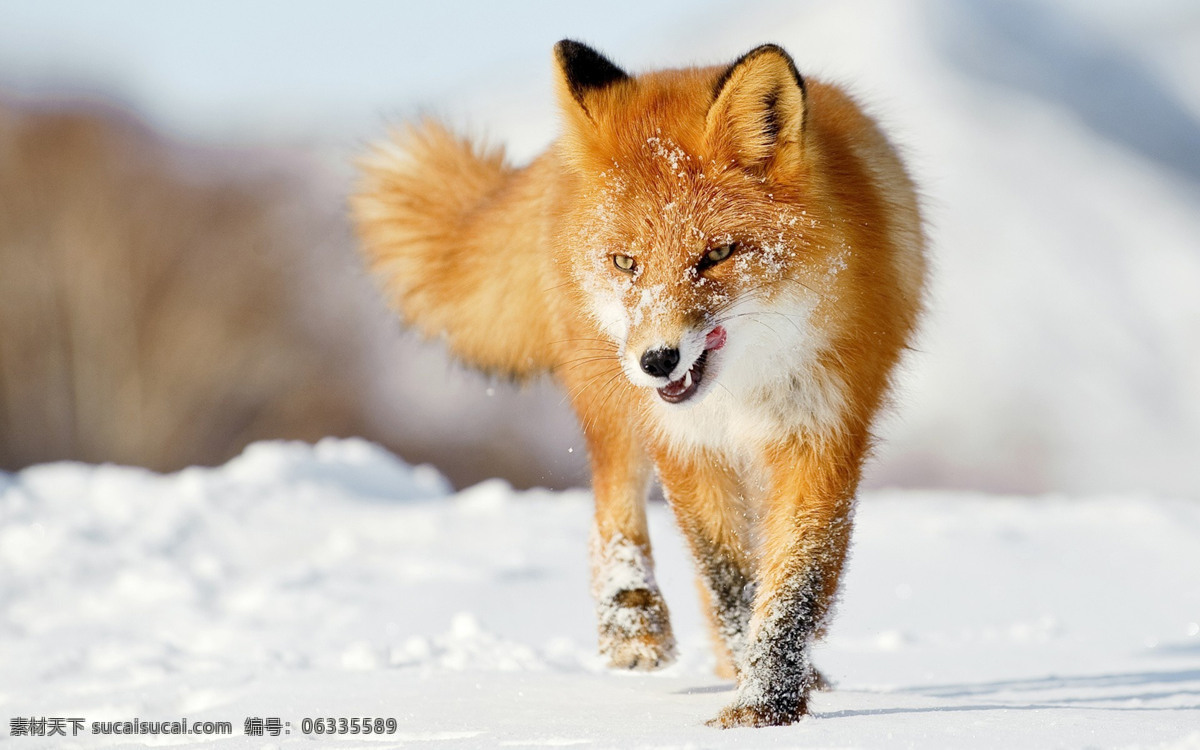 小狐狸 野狐狸 雪狐 白狐 野生狐狸 动物世界
