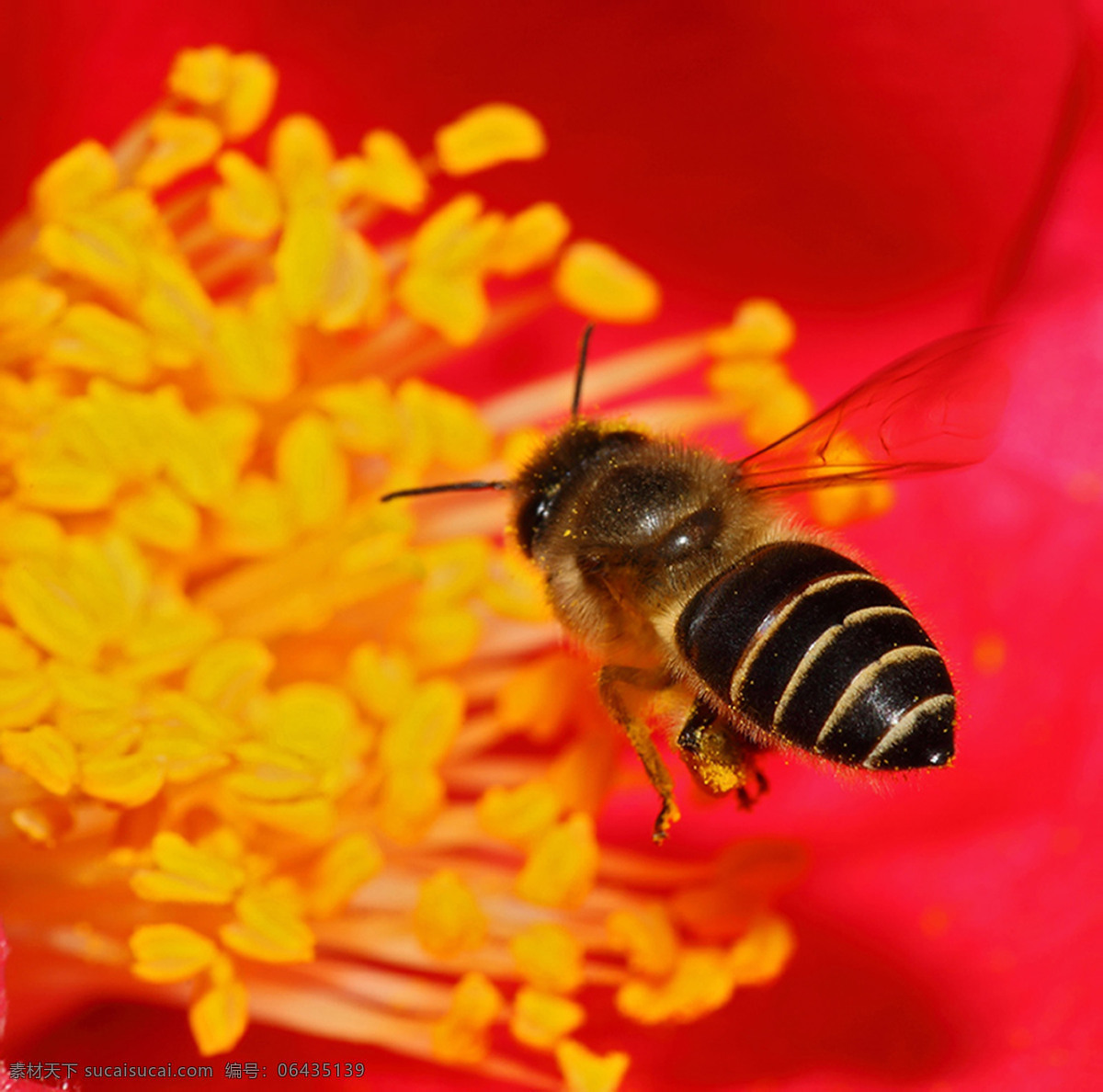 蜜蜂采蜜 昆虫 生物世界 黄色