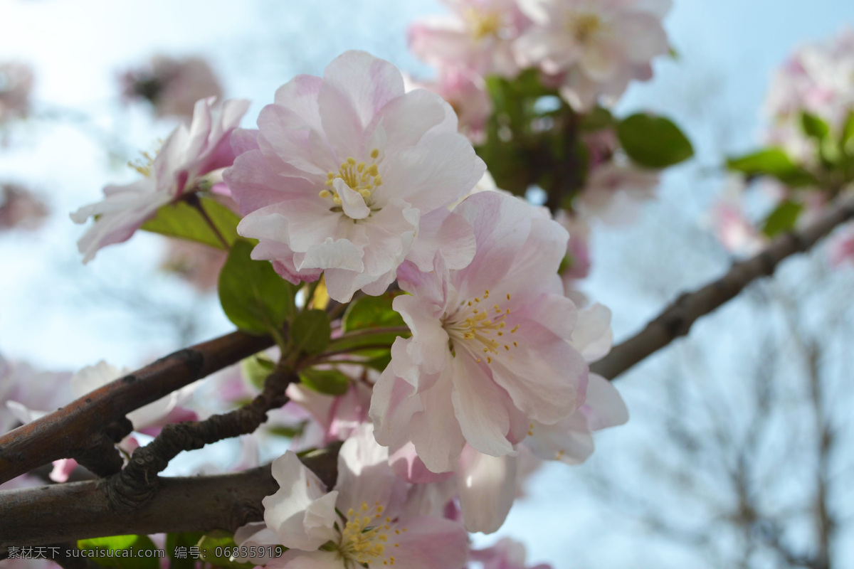 樱花 春季风景 春天风景 花草 生物世界 盛开 天空 美丽的樱花 樱树 植物 清晰花朵 psd源文件