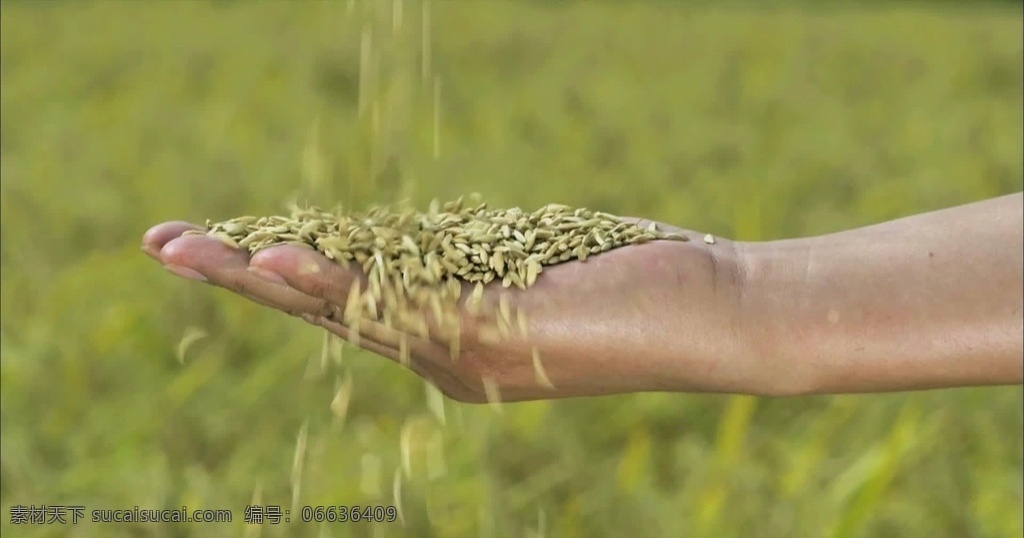 大米粒和稻粒 大米 水稻 米粒 水稻粒子 到米粒 米 多媒体 实拍视频 家居物品 mp4