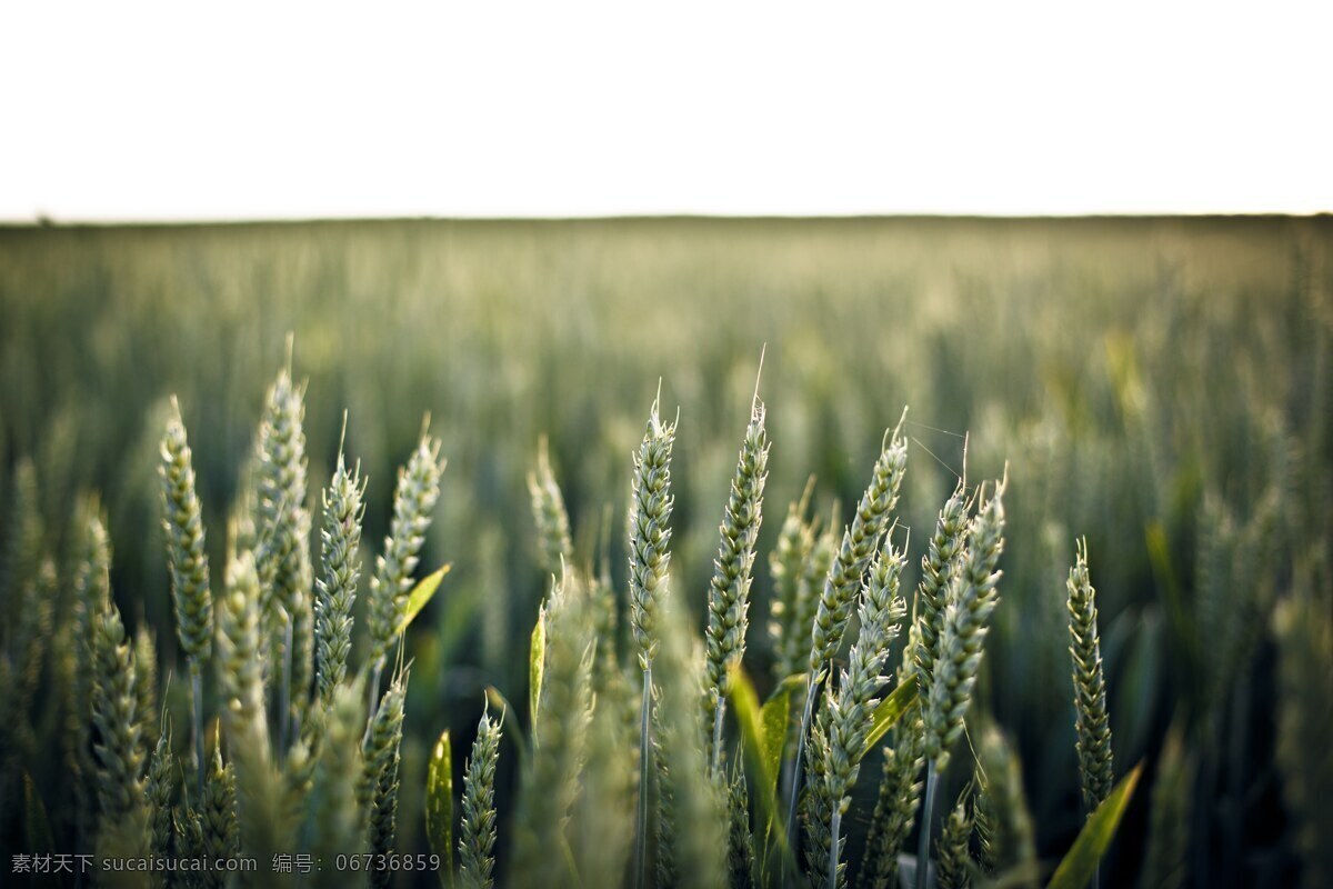 小麦 青色小麦 麦穗 小麦地 麦田 农田 农场 摄影图片 现代科技 农业生产