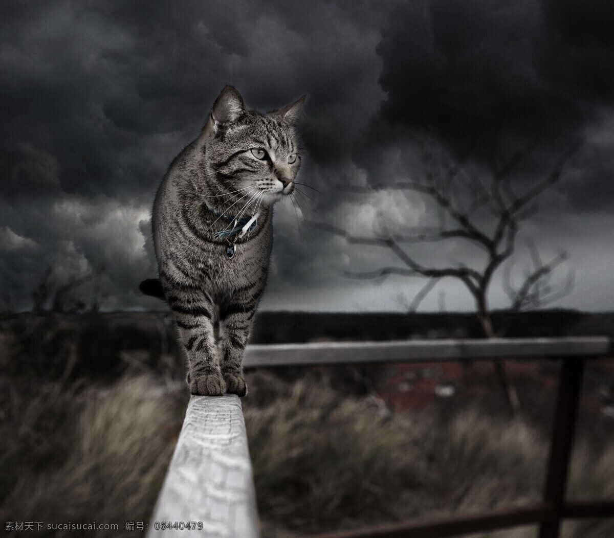 猫图片素材 图片处理 猫 处理 弗利纳 风暴 云 黑色