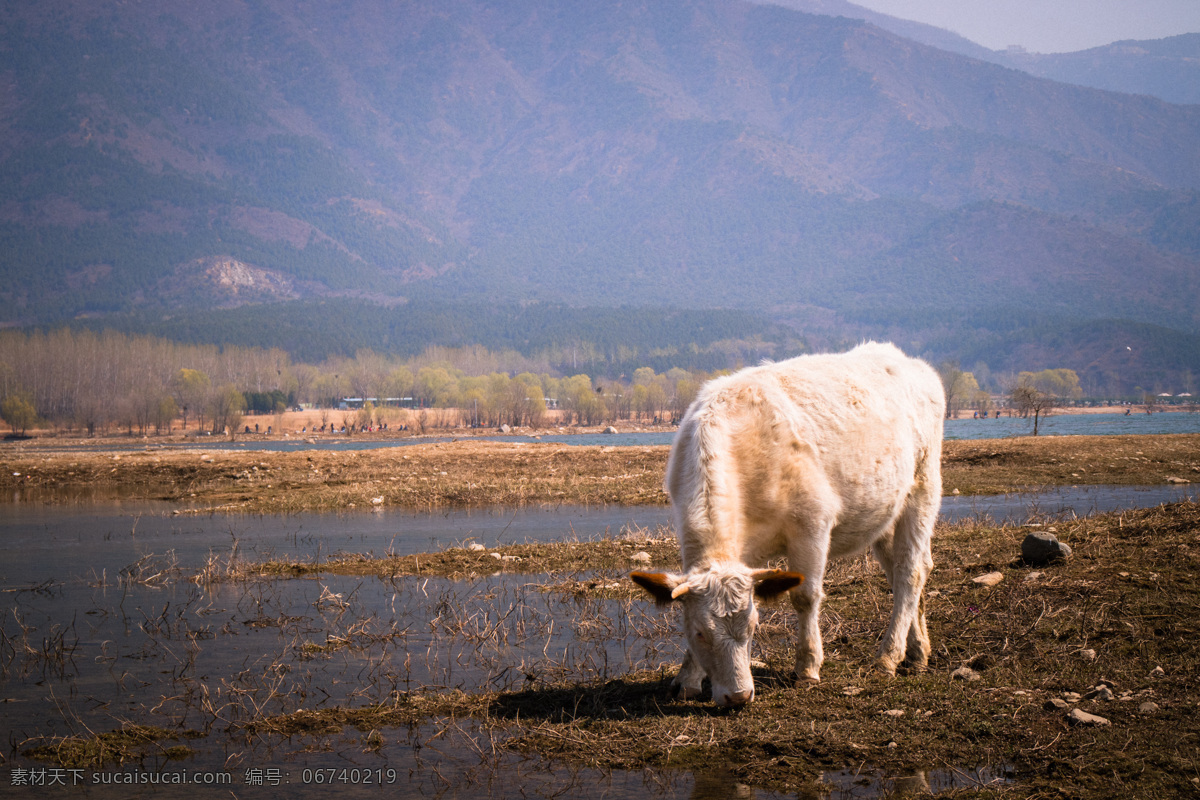 农家 河边 小白 牛 风景 小白牛 奶油 湖水 风光