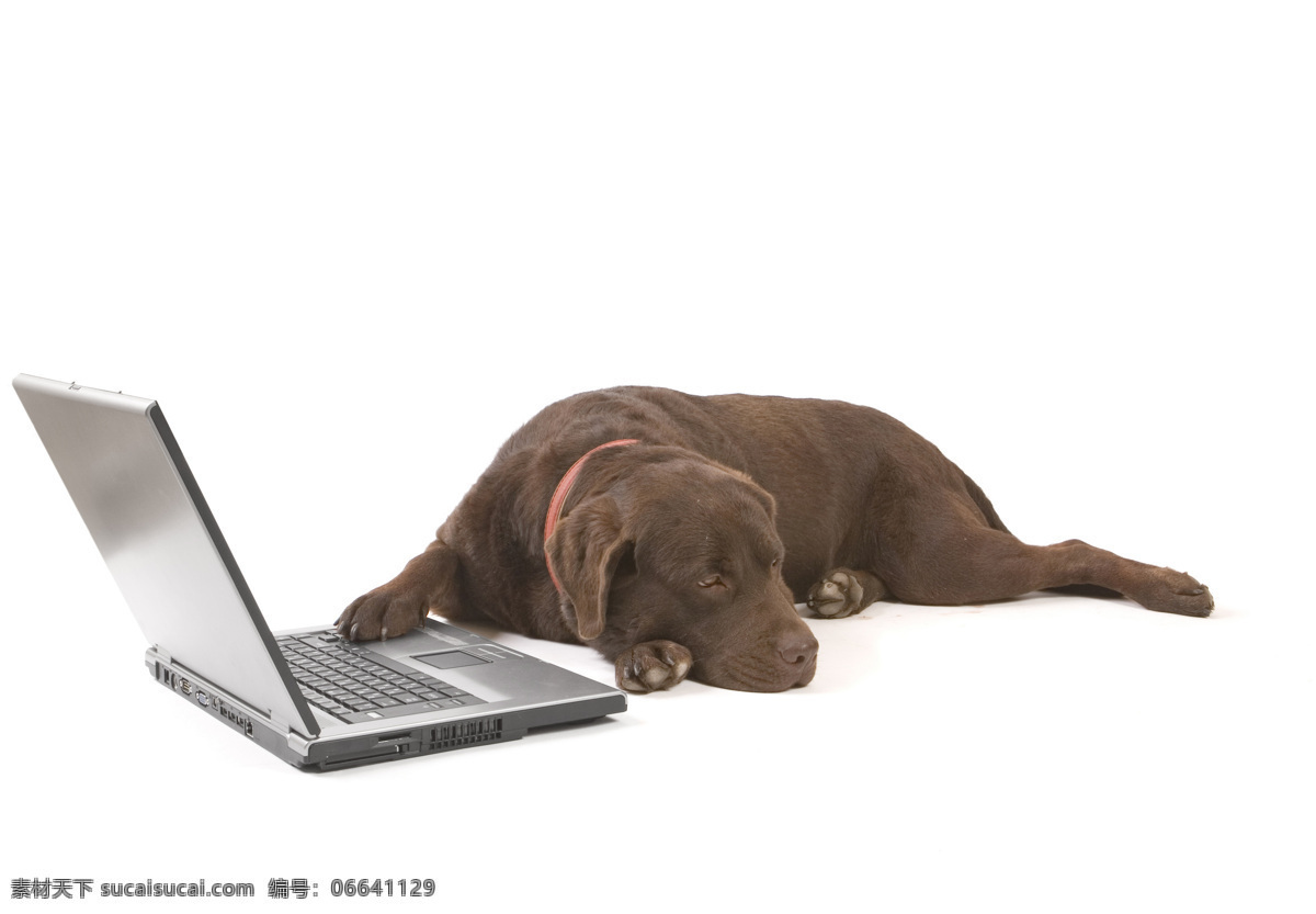 可爱 小狗 手提电脑 宠物 趴着 睡觉 名犬 动物 笔记本 摄影图片 高清图片 狗狗图片 生物世界