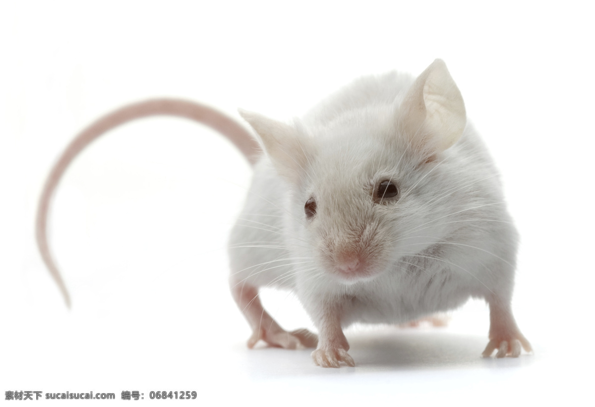 小白鼠 老鼠 白鼠 爬行 走路 家禽家畜 生物世界