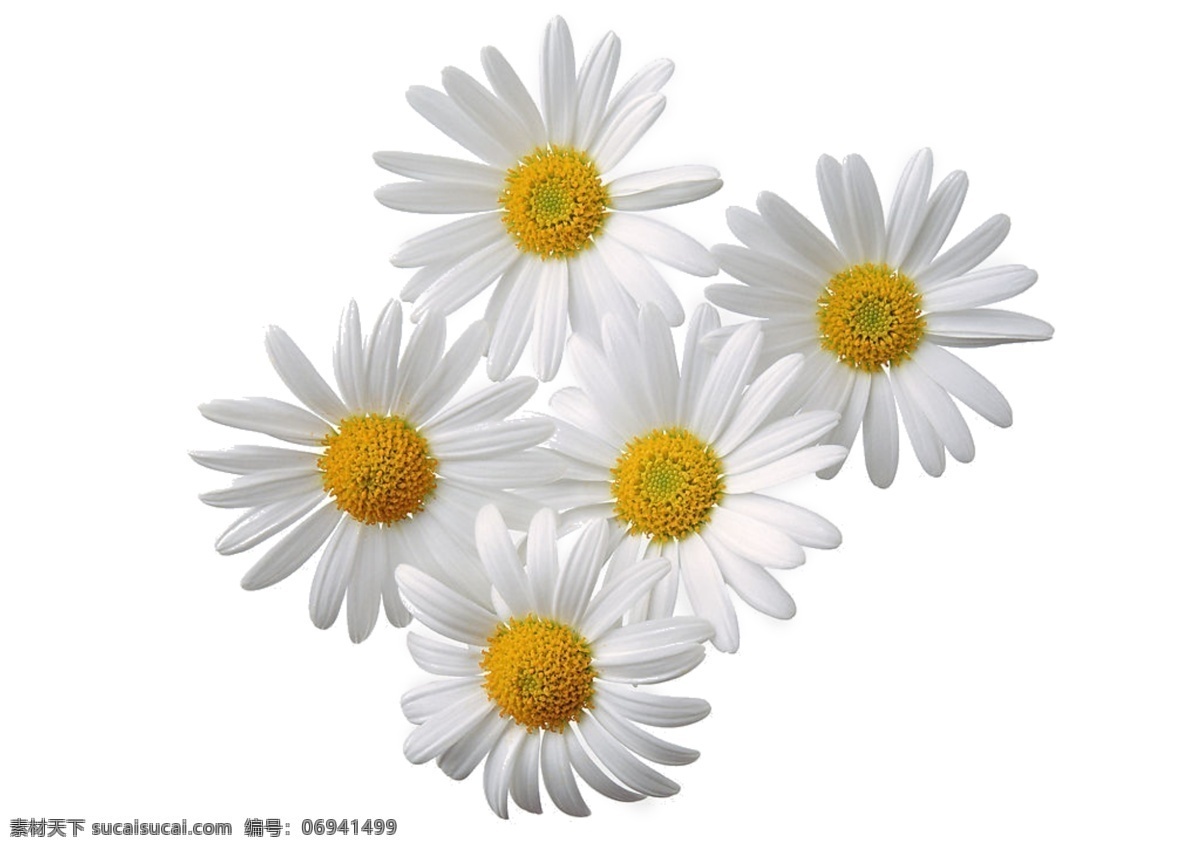 花朵 抠 图 白底 小雏 菊 白色 抠图 白底图 小雏菊 白色花朵