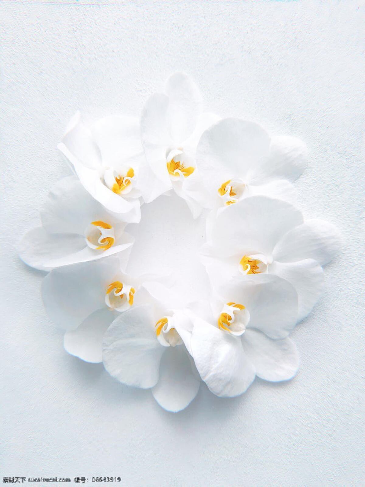 白色花瓣 花 美丽 背景 海报 元素 插画 生物世界 花草