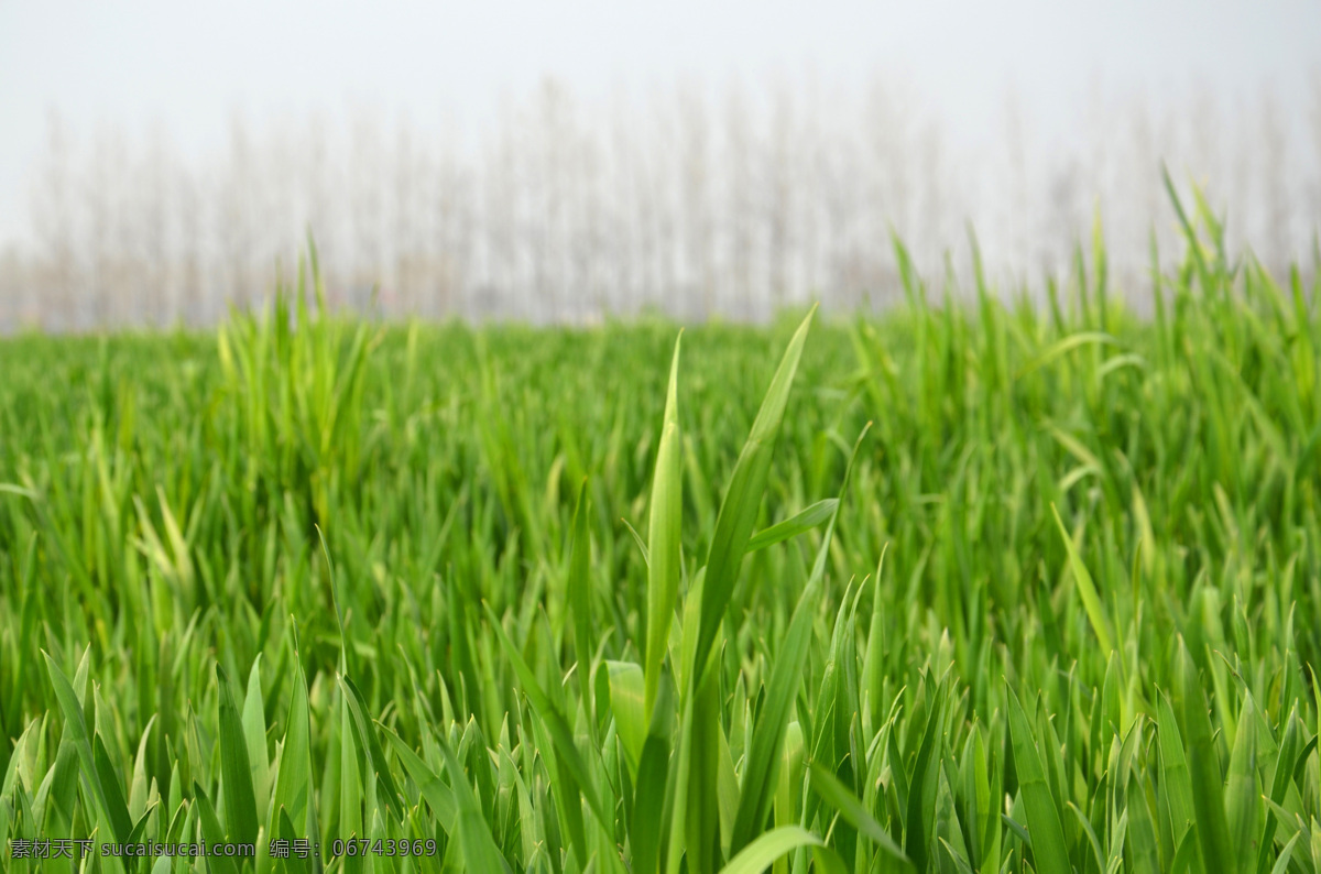 麦地 麦子 麦田 小麦 大麦 动植物花草 生物世界 其他生物 绿色