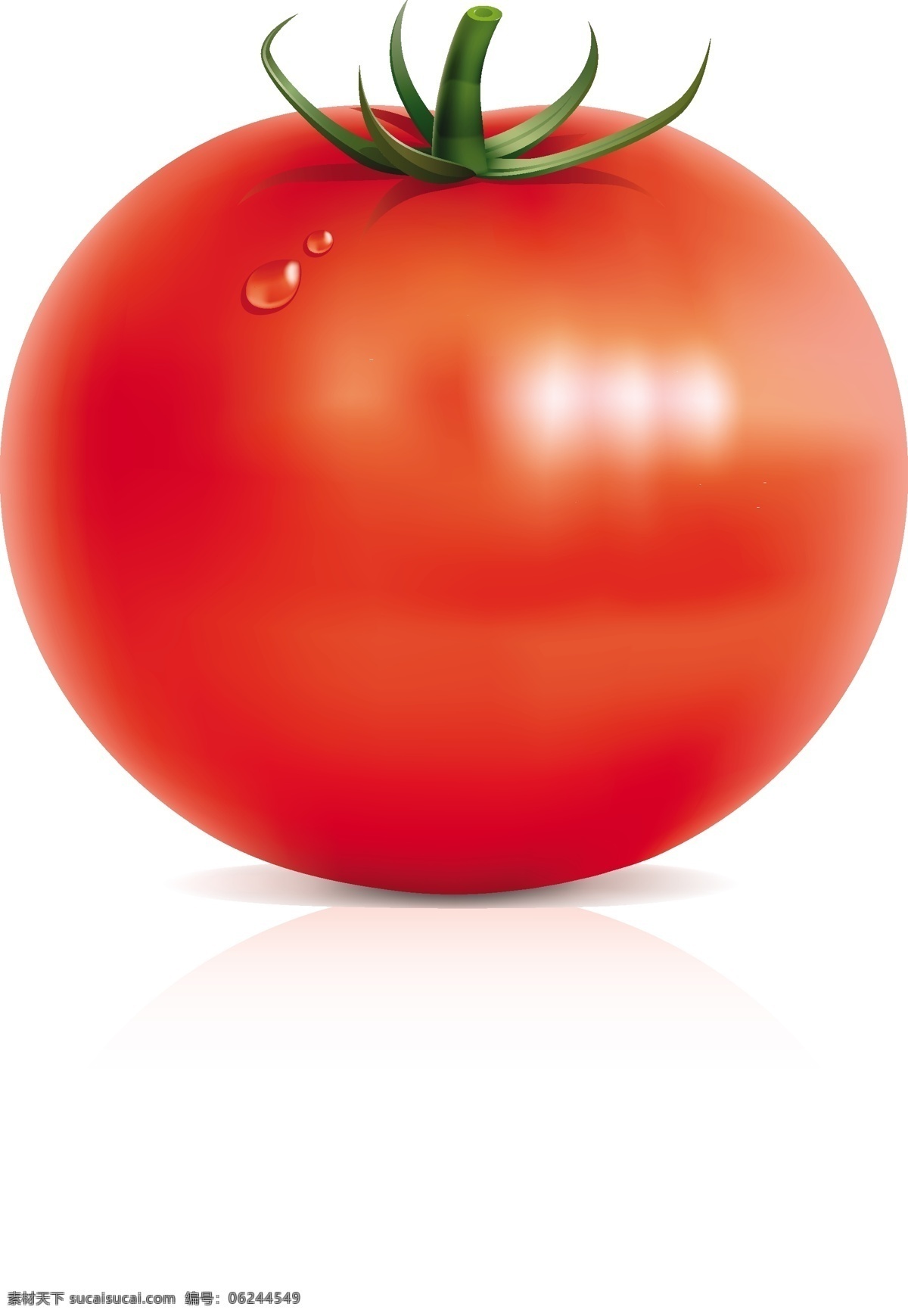 蔬果矢量素材 矢量水果 番茄 西红柿 红色果实 矢量素材 其他矢量 矢量图库