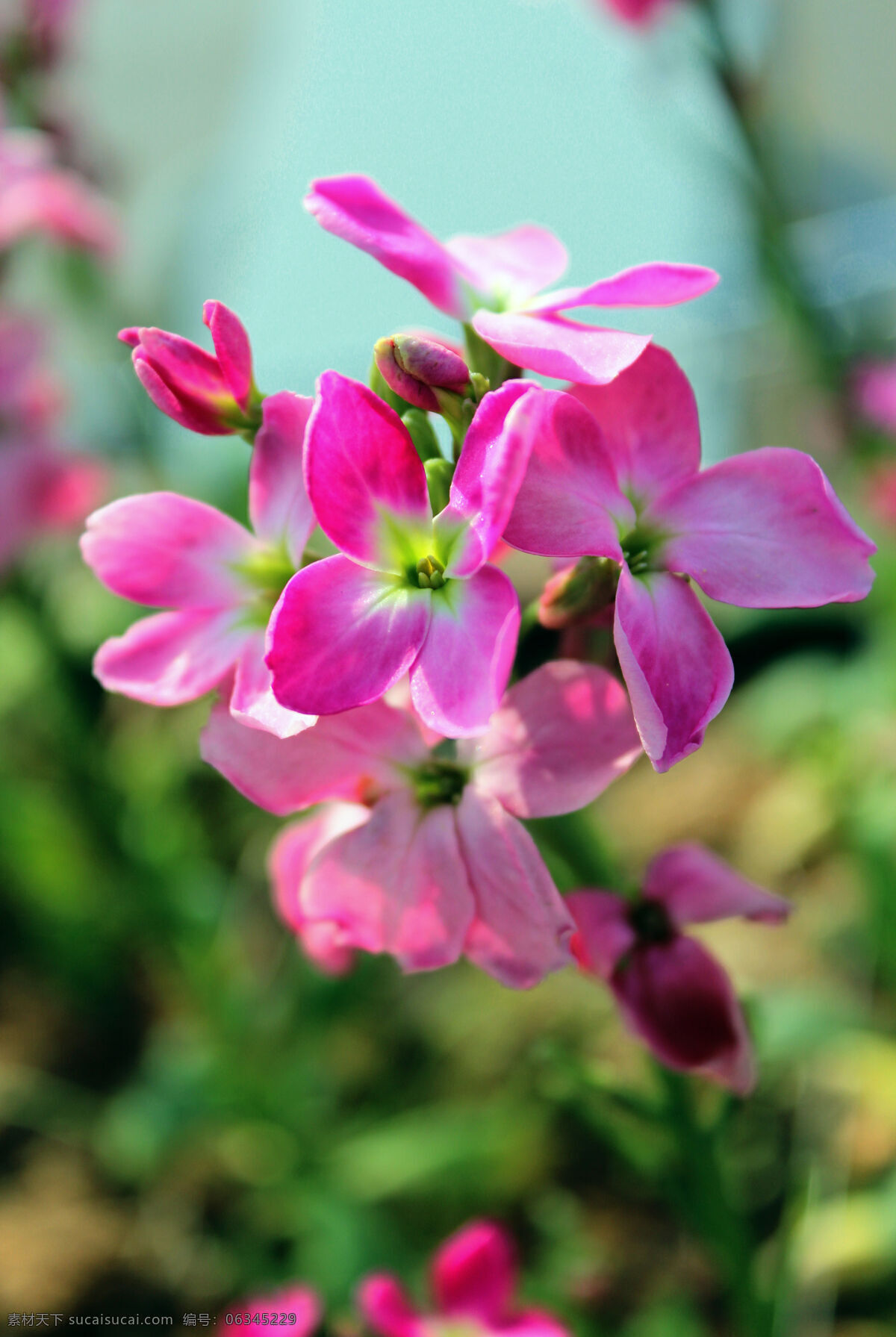 野花 春天 红色 花草 花卉 生态 生物 生物世界 植物 艳丽 绽放 花卉植物 psd源文件