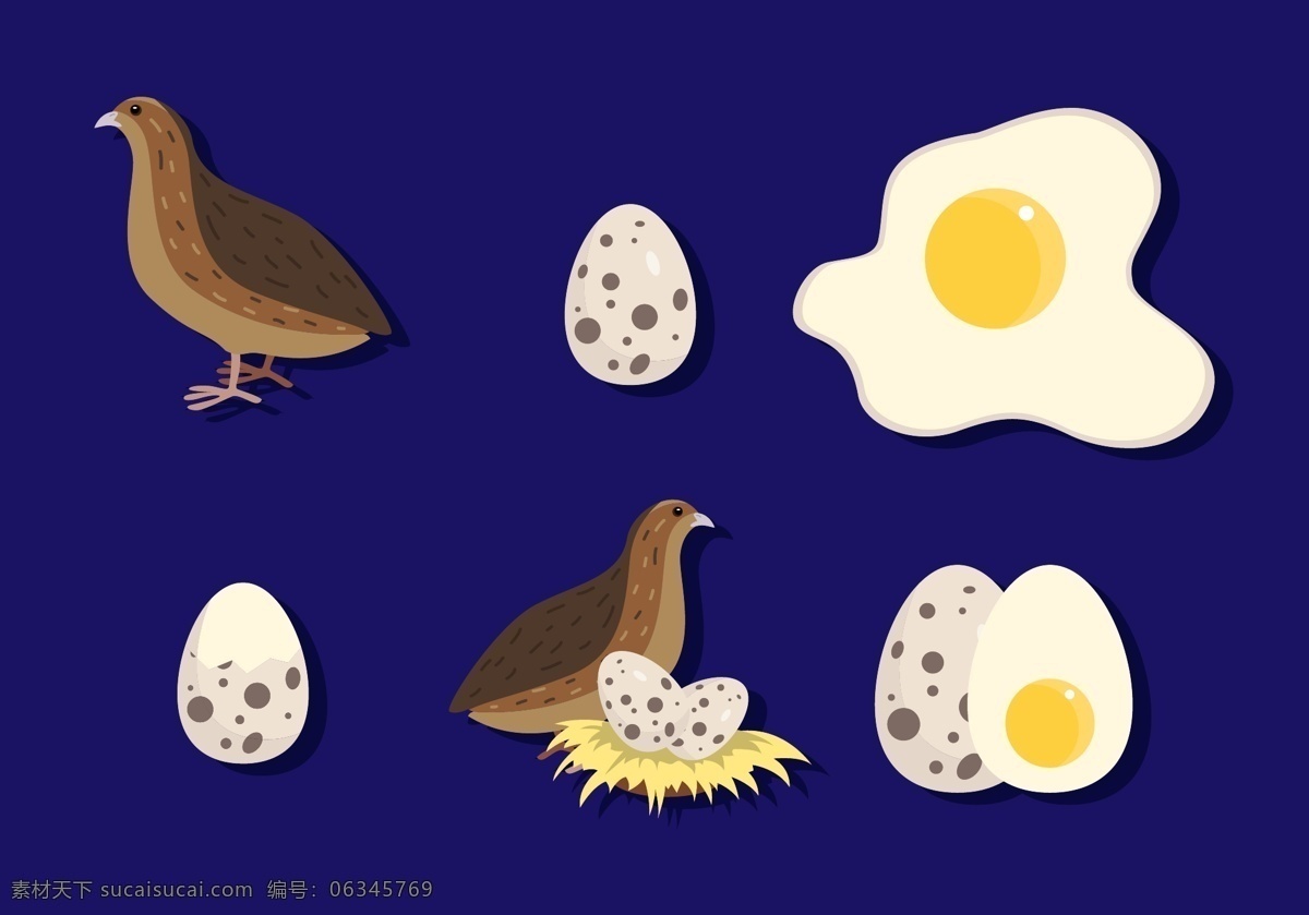 鸡蛋鹌鹑 蛋壳 鸟窝 小鸟 动物世界 飞翔 蛋白 蛋黄 分层
